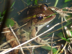 Lithobates lenca