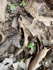 Floerkea proserpinacoides