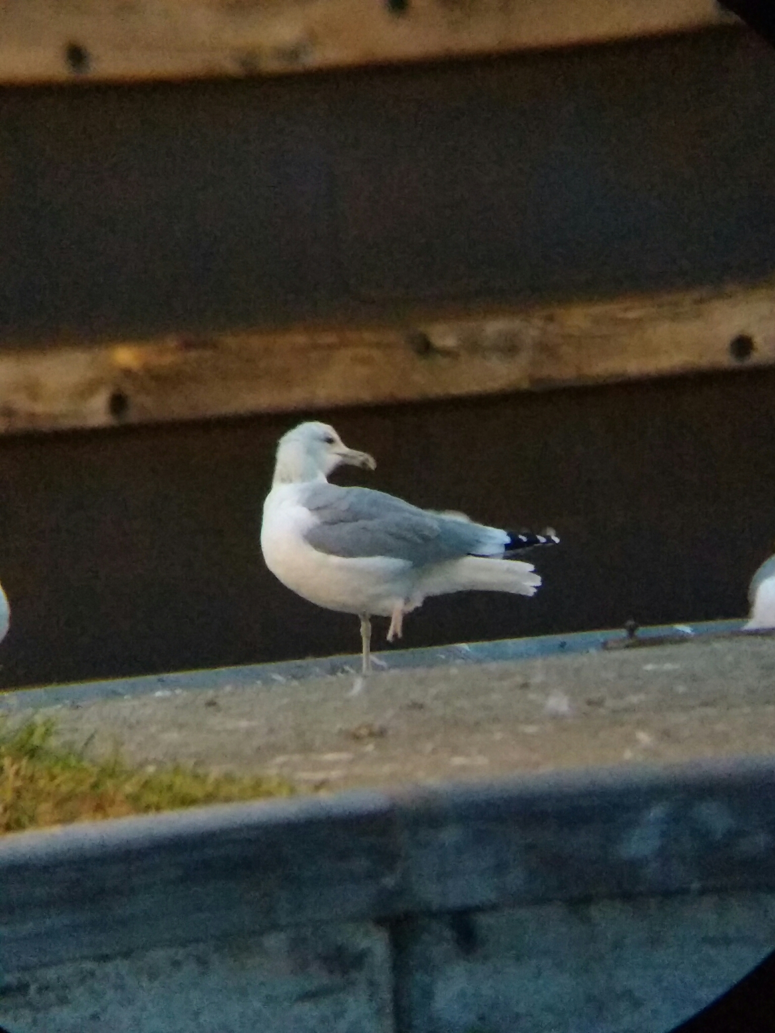 Caspian Gull