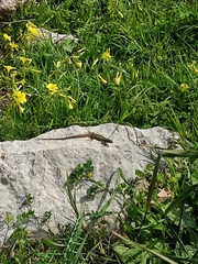 Podarcis waglerianus