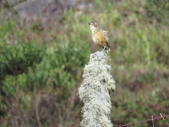 Grallaria quitensis