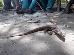 Broadleysaurus major