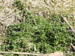 Centaurea calcitrapa