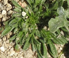 Echium creticum granatense