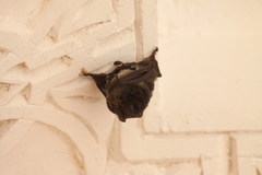 Barbastella barbastellus