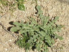 Centaurea melitensis