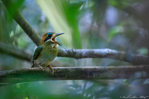 Tody Motmot