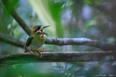 Tody Motmot photo 2