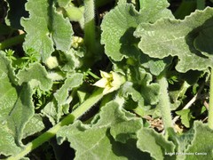 Ecballium elaterium