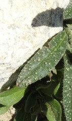 Echium vulgare pustulatum