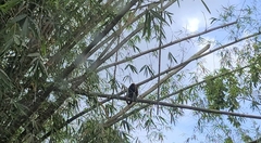Alouatta macconnelli