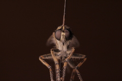 Machimus snowii