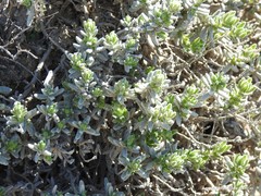Teucrium gnaphalodes