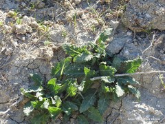 Salvia verbenaca