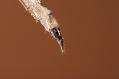 Machimus snowii