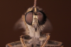 Machimus snowii