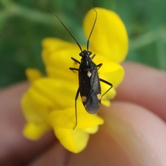 Capsodes sulcatus