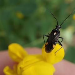 Capsodes sulcatus