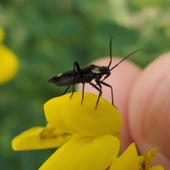 Capsodes sulcatus