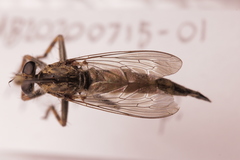 Machimus snowii