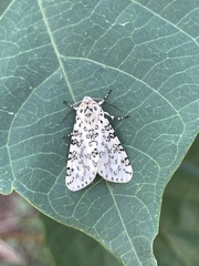 Alpenus