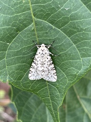 Alpenus