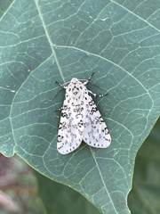 Alpenus
