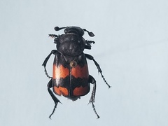 Nicrophorus hebes