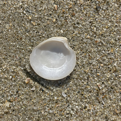 Dosinia lupinus