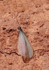 Termitinae