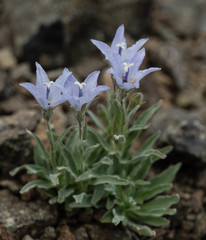 Campanula scabrella