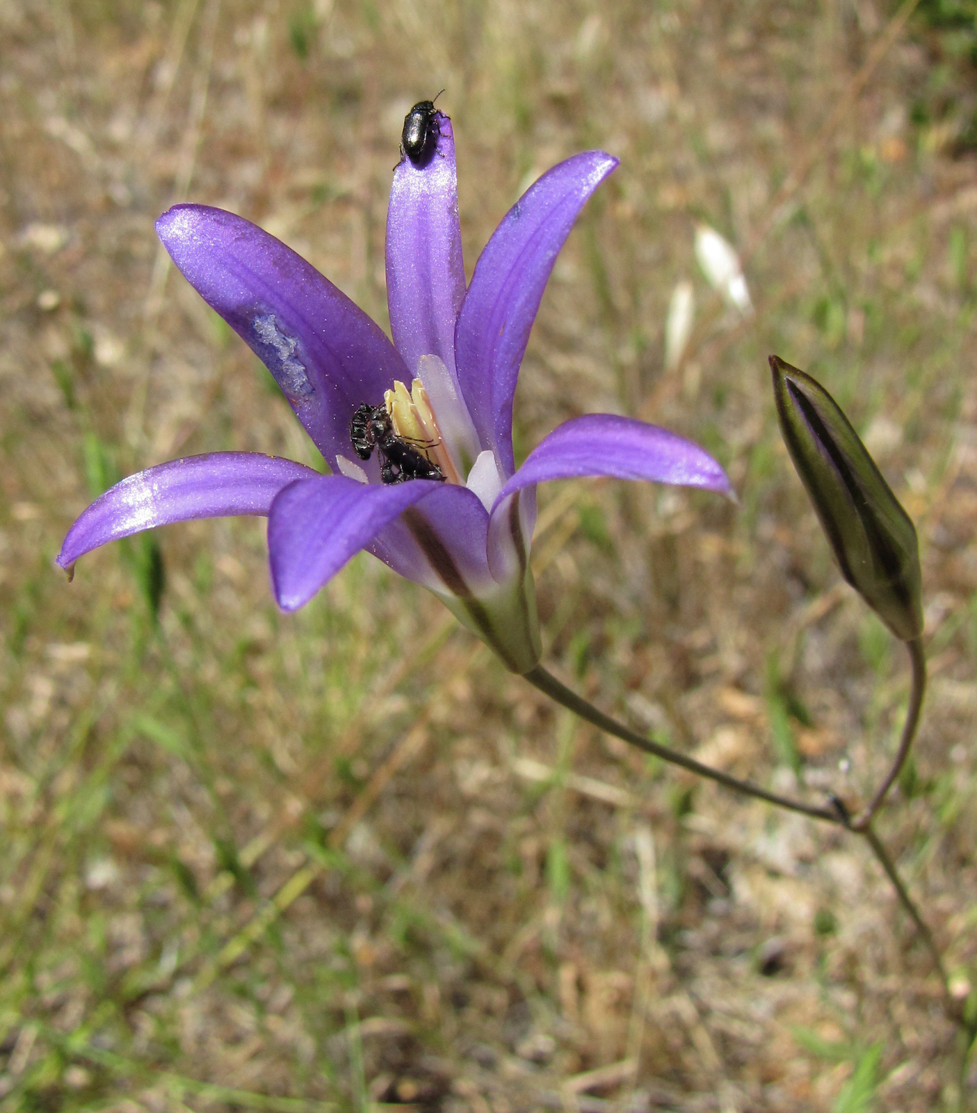 Brodiaea