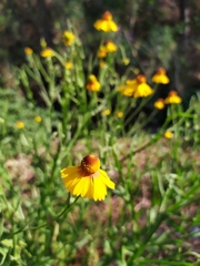 Helenium amphibolum