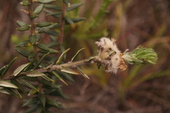 Phylica propinqua