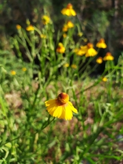 Helenium amphibolum
