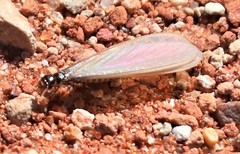 Termitinae