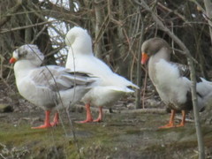 Anser anser domesticus