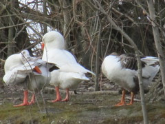 Anser anser domesticus