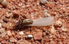 Termitinae