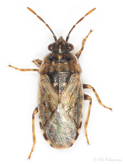 Platyplax salviae