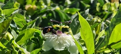 Xylocopa augusti