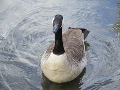 Branta canadensis