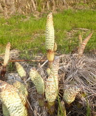 Equisetum telmateia telmateia