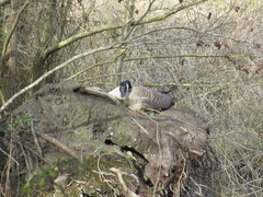 Branta canadensis