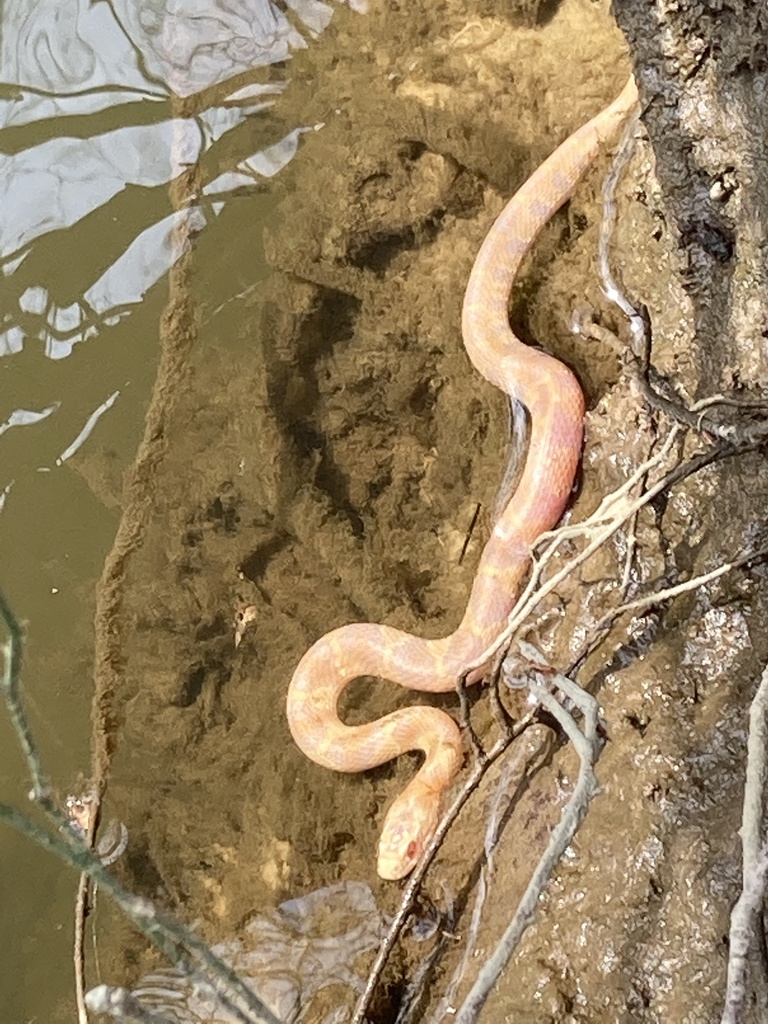Northern Water Snake