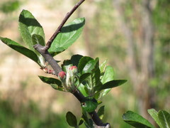 Malus ioensis texana