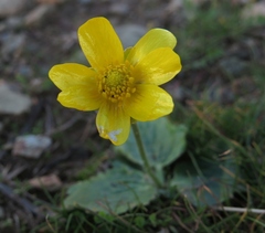 Ranunculus bullatus