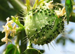 Cnidoscolus quercifolius