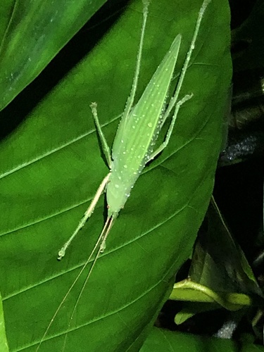 Rhabdotophyllum acutipenne (Rhabdotophyllum acutipenne)
