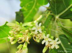 Cnidoscolus quercifolius